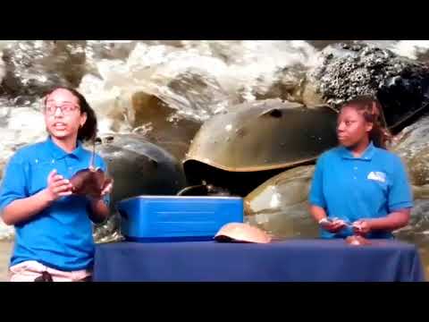 Meet a Living Fossil: Horseshoe Crab Chat