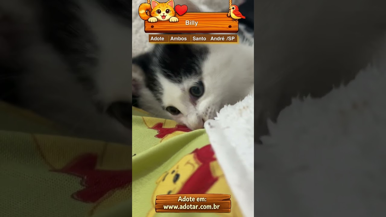 Gato raça SRD-ViraLata idade Abaixo de 2 meses nome Billy