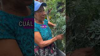 BENEFICIOS DE LA RUDA EN EL JARDÍN #jardin #abonos #plantas #consejos