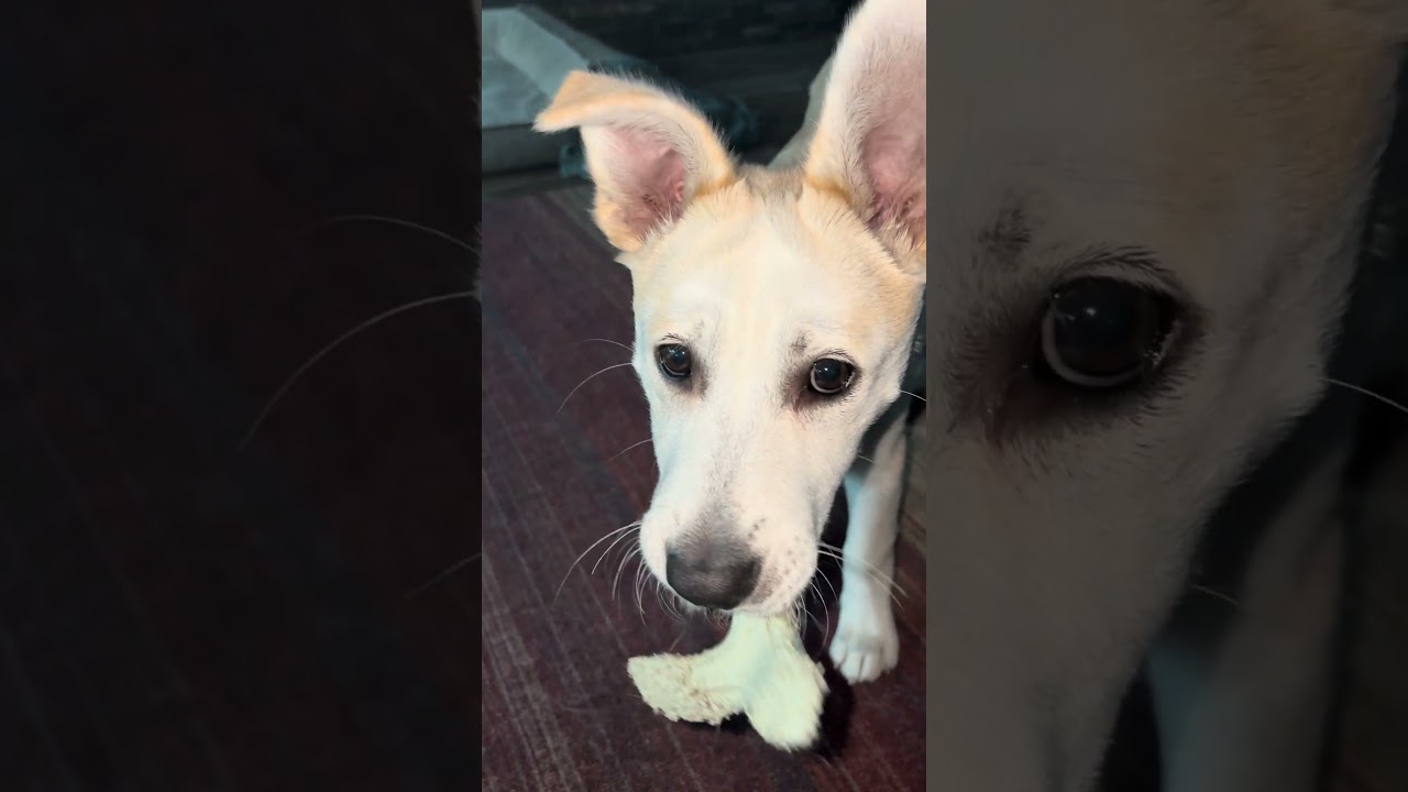 Chicken Nugget, a Adoptable Carolina Dog in Seguin, TX video 5/5