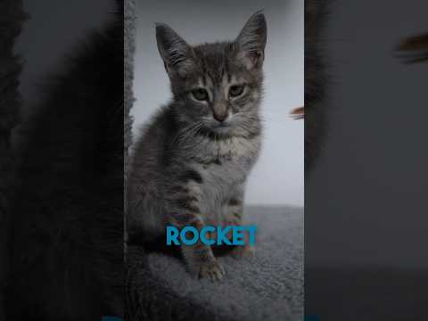 Cómo dormir a tu gato en segundos 😱🐈 #shorts