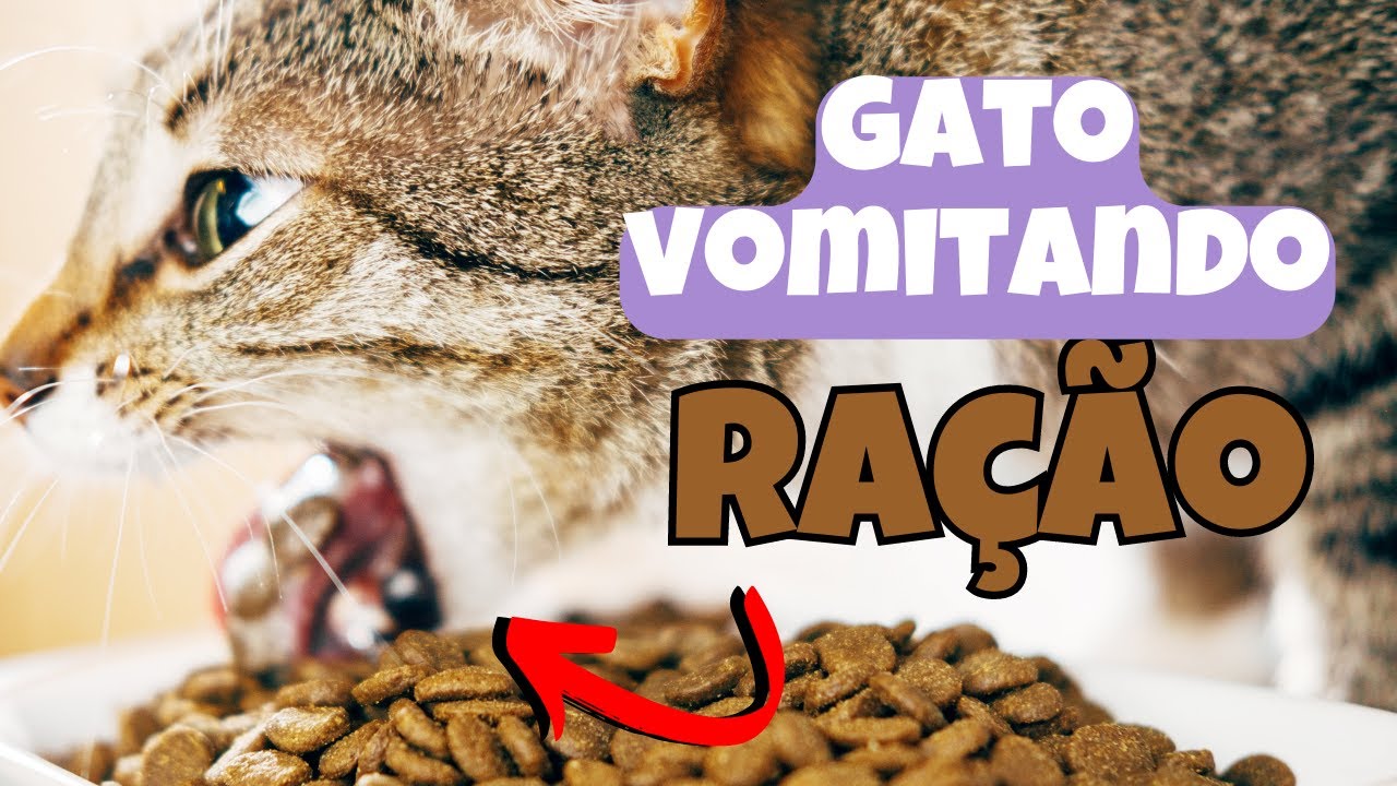 GATO VOMITANDO ração inteira! O QUE FAZER?