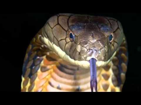 Imam Ghazali (r) - Reality of Life - Shaykh Zahir Mahmood