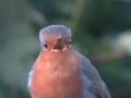 A Robin Singing