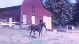 Colleen - Everything Lay Still