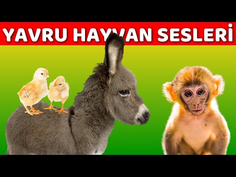 Yavru Hayvan Sesleri | Bebekler ve Çocuklar İçin Türkçe Okul Öncesi Eğitici Video