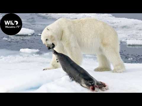 Unforgiving Arctic: The Battle for Survival on the Ice #wildlife | Wild Wonders