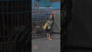 Download lagu story wa 30 detik pecinta ayam tarung pasukan #widomania #berma #pakhoy#mangon mp3