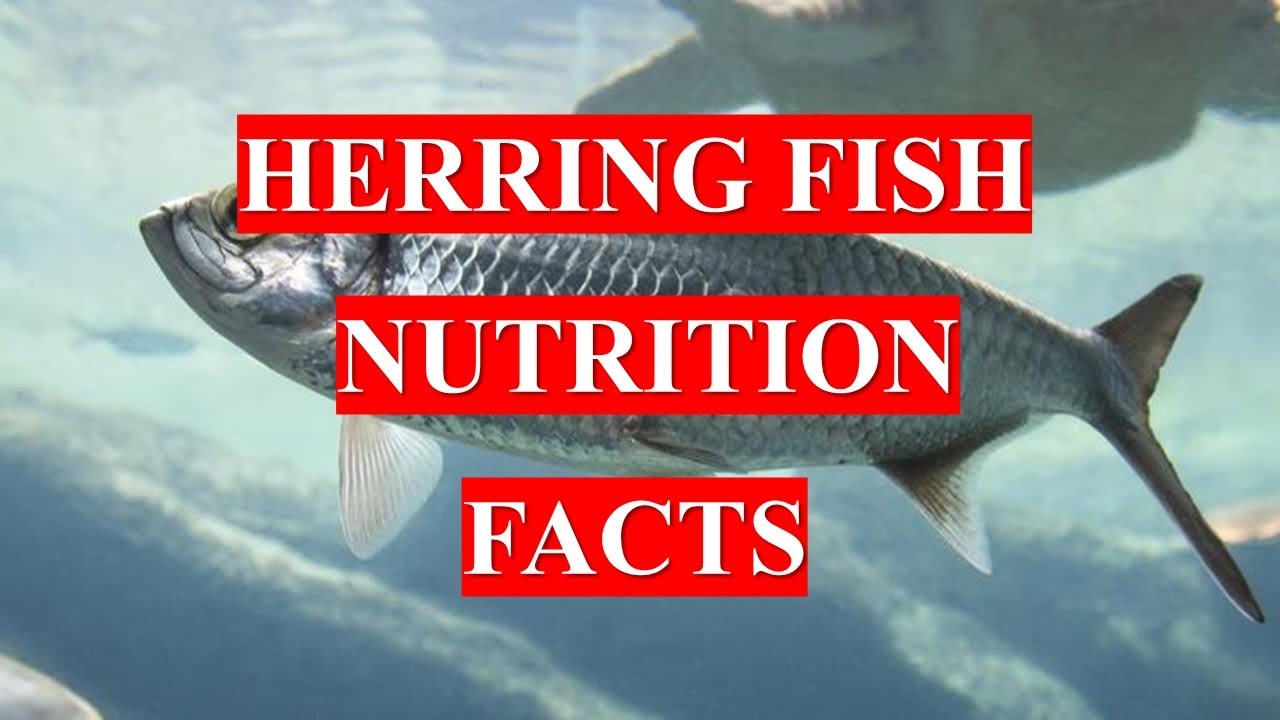 HERRING FISH - HEALTH BENEFITS AND NUTRITION FACTS