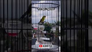 Download lagu 14 detik Saja‼️ Pleci Buxtoni Langsung Aktif‼️ #terapiburungmacet  #kicaumania mp3