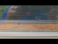 Carpenter Ants Carrying Dead Termite Swarmers in Middletown, NJ