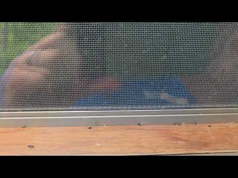 Carpenter Ants Carrying Dead Termite Swarmers in Middletown, NJ