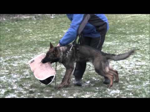 Hesi Zde-Sko - 7 months - protection