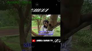 Download lagu Tangise Rondo Kembang #nikenarisandi #tangiserondokembang #anekasafaritv  #shortvideo #music mp3