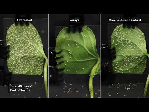 Versys® Insecticide – Adult Whitefly Time Lapse