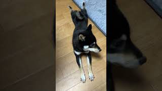 暑いので失礼して（笑）【てんちゃんネル】 #柴犬 #犬 #shibadog