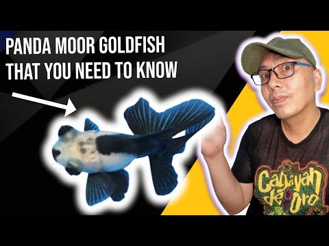 , title : 'panda moor goldfish that you need to know'