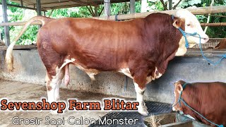Download lagu Sevenshop Farm Blitar ||  Grosir Sapi Calon Monster mp3