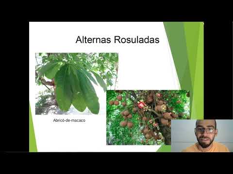 Espécies com filotaxia alternas e opostas