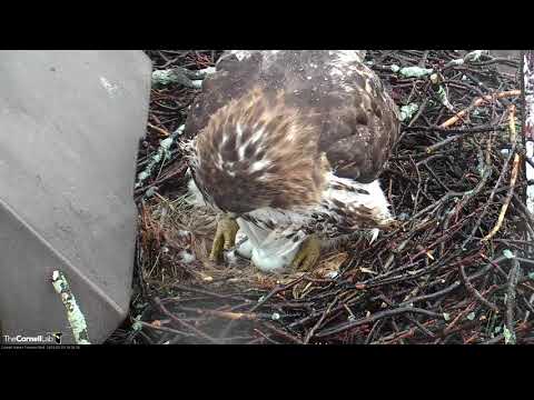 Big Red Lays Egg #3 In Cornell Hawks Nest! – March 29, 2019