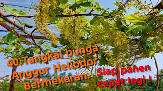40 Tangkai Bunga anggur Heliodor mekaran di 12 HSP