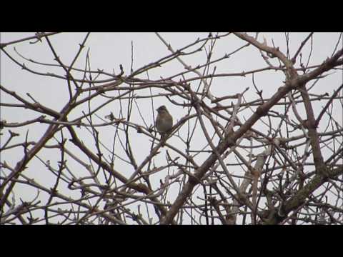 ZIGOLO GOLAROSSA a Locate Varesino (CO) - 28 Gen 2017