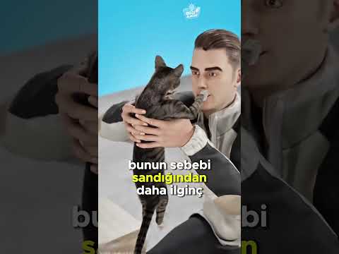 🐱 Kediler Neden Laptopun Üzerine Yatar? 😹💻🐾