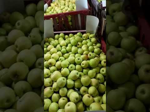Золотое превосходное