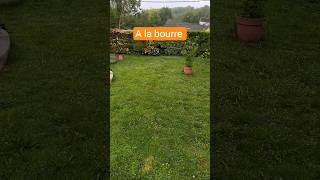 vie calme a la campagne #campagne #maman #potager #potager #jardin animaux