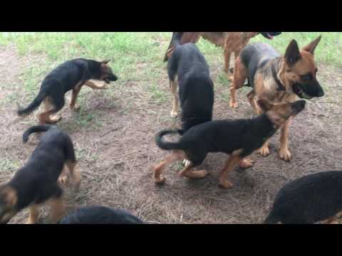 download lagu mp3 mp4 German Shepherd Service Dog Breeders, download lagu German Shepherd Service Dog Breeders gratis, unduh video klip German Shepherd Service Dog Breeders