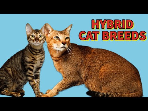 TOP 7 HYBRID CAT BREEDS That You Probably Weren't Aware Of