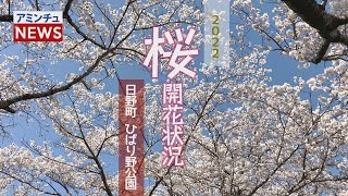 【アミンチュニュース】 桜開花状況 日野町 ひばり野公園