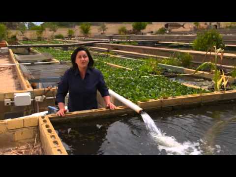 Splosht Bacteria – Keeping Your Pond Clean Splosht Bacteria - Keeping Your Pond Clean