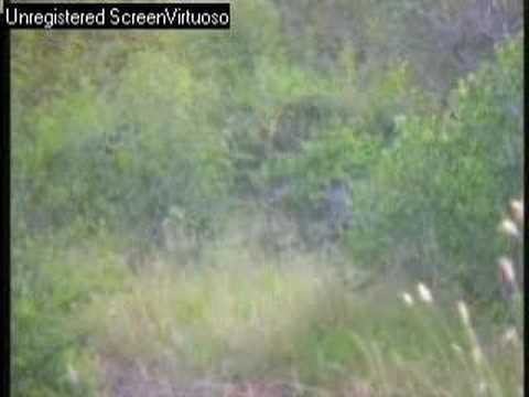 Impala & Kudu Djuma Night Drive 05/07/07