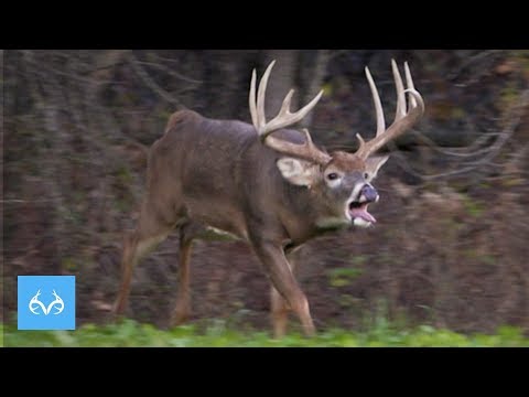 RIESIGER Illinois-Bock in der Brunft | Jagd mit Gregg Ritz | Monster Bucks Mondays