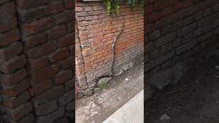 Download lagu ular masuk rumah #cianjurkidul #ularberbahaya mp3