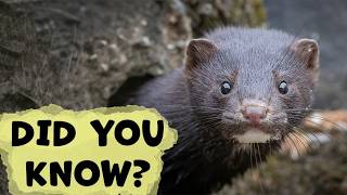 American Mink: Everything You Need To Know!