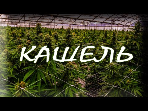 Nervniy feat. Мосты, АрХангел - КАШЕЛЬ