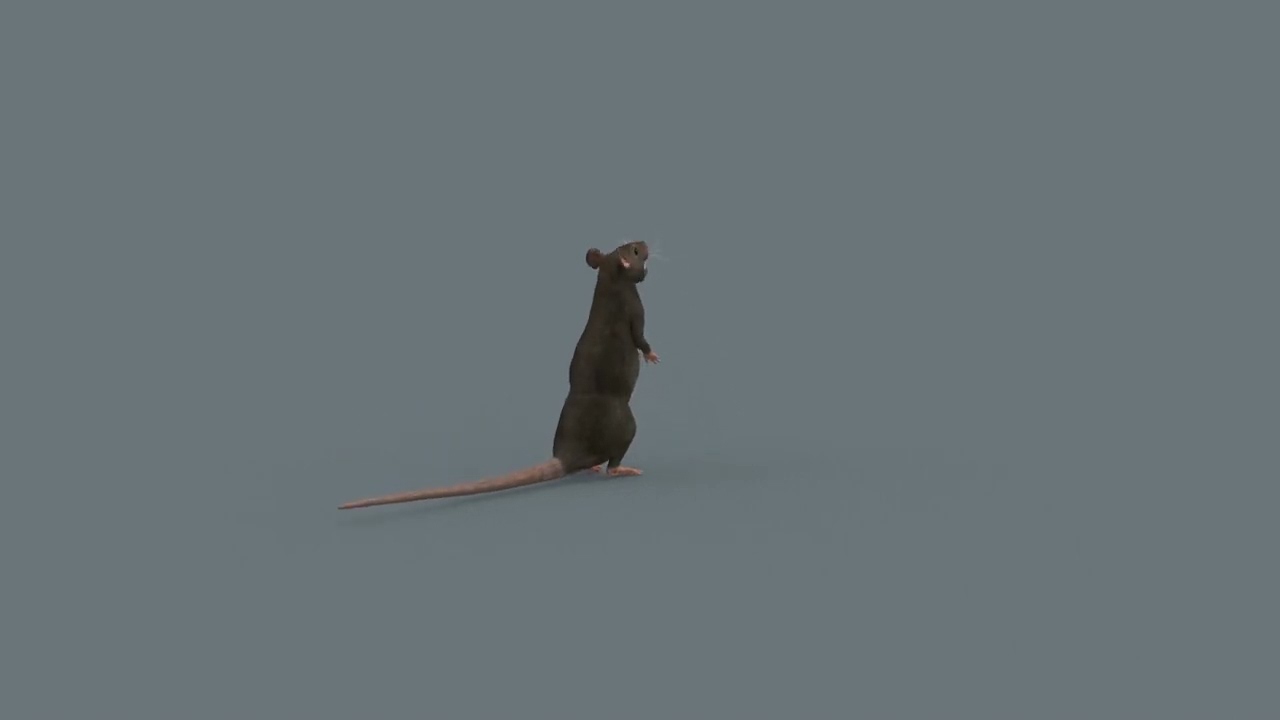 Top Rat - 8k - 3d animated mouse 3D Model