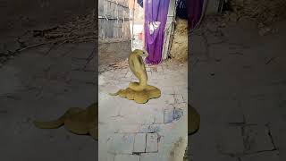 Download lagu #greenscreen #nagin nagin 🙏🙏🙏🙏🙏 mp3 Download lagu #greenscreen #nagin nagin 🙏🙏🙏🙏🙏 mp3