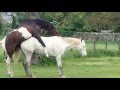 Fully Natural Horse Mating Human Intervention Full HD