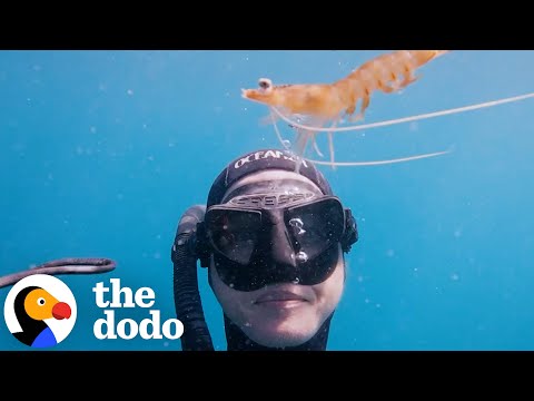 Wild Prawn Unexpectedly Befriends A Diver | The Dodo