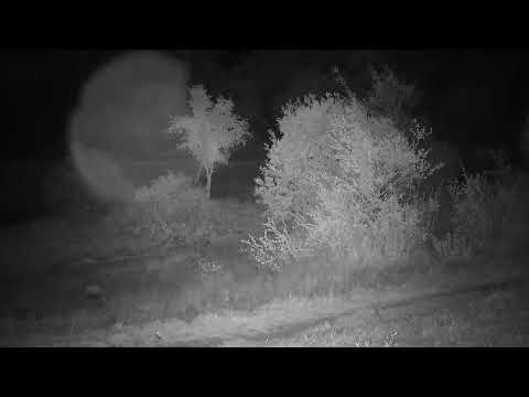 Djuma: Two Hyenas come from lodge direction - 21:34 - 07/01/2023