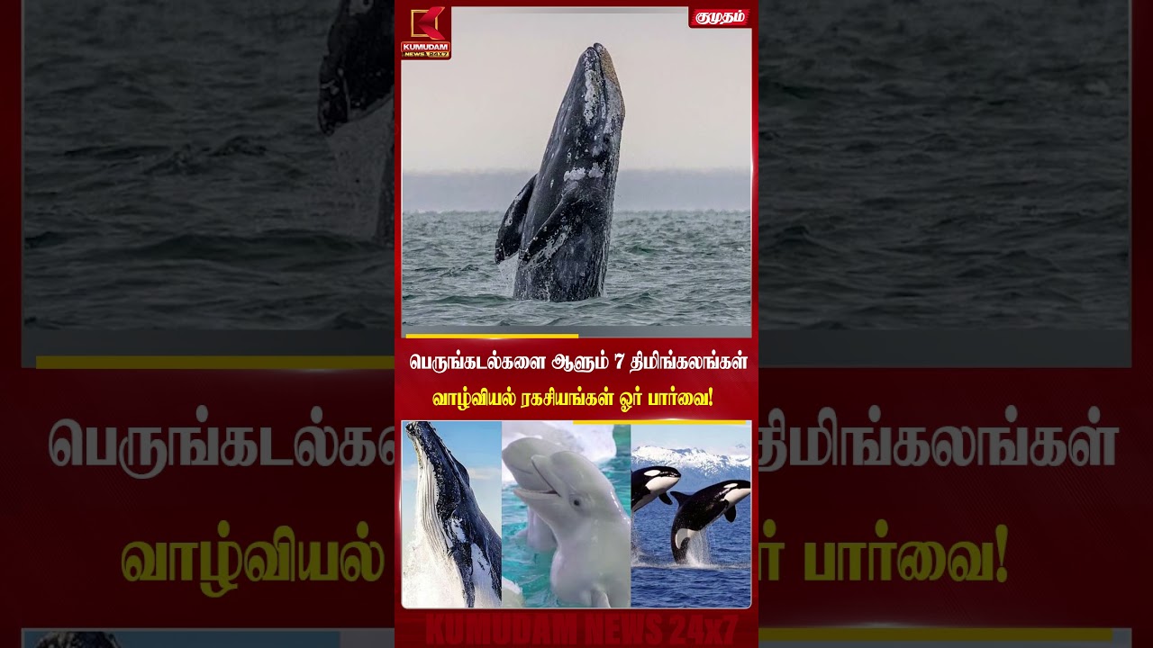 பெருங்கடல்களை ஆளும் 7 திமிங்கலங்கள்  வாழ்வியல் ரகசியங்கள் ஓர் பார்வை..! | Whales | Kumudam News
