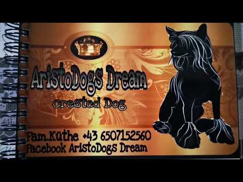 AristoDogs Dream