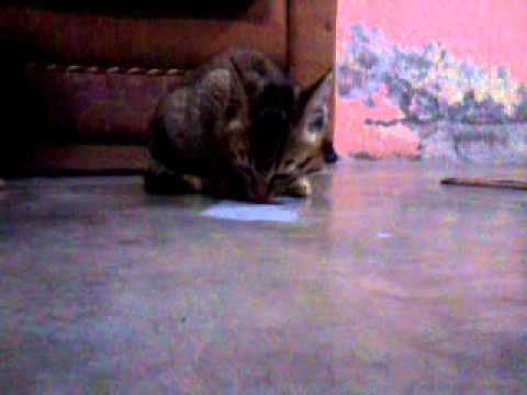 Tiny Cat Drinking Milk