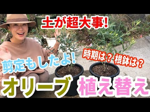オリーブの木の植え替え: 正しいやり方 植物