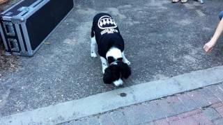 The Suburbs "Hey Muse" live @Hifi Hair & Records (Mpls, MN)