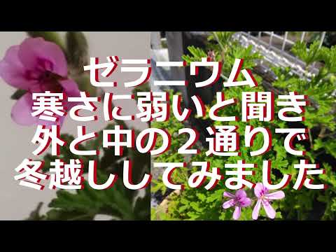 ゼラニウムの越冬方法は?