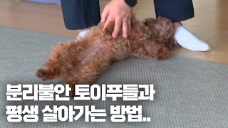 분리불안 토이푸들과 평생 살아가는 방법..